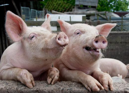 Pigs may be among the animals killed at slaughter plants.