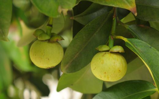 Unripe fruit growing on a mangosteen tree.