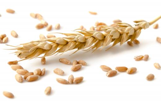 Wheat is a common ingredient used in a traditional manchet.