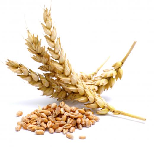 Cereals made from wheat are quite common.