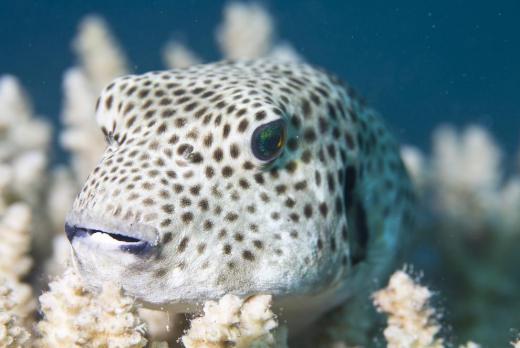 "Fugu" is the Japanese word for pufferfish, a type of delicacy on the archipelago.