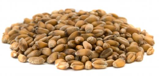 Wheat berries, which are used to make whole wheat couscous.