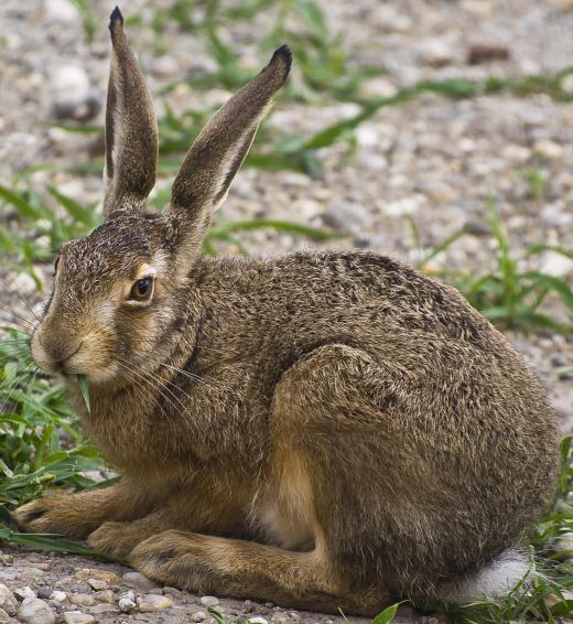 To get fresh rabbit meat, you should buy it from a local farmer or butcher.