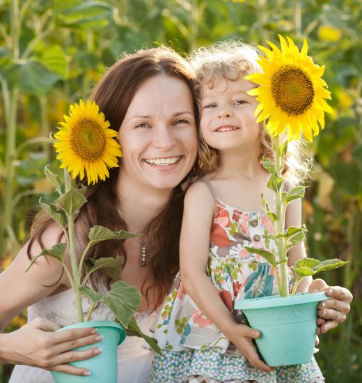 Sunflowers may produce seeds with black, white or striped husks -- the latter of which is most popular for eating.