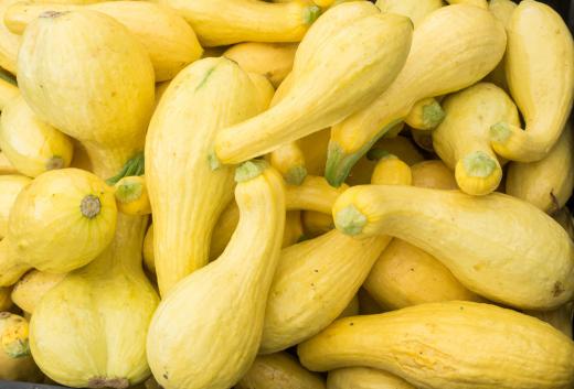 Crookneck squash is a summer squash that has a crooked shape and yellow rind.