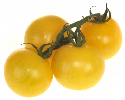 Yellow tomatoes on a vine.