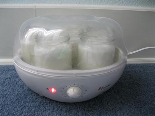 Fermenting unpasteurized milk in a yogurt maker.