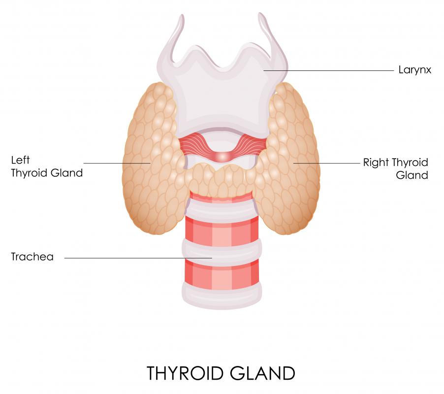 What Is Millet Bread? (with pictures)
