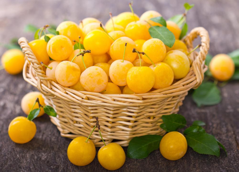Yellow Plum Trees Varieties Yellow Plums Everything You Need To Know Yellow Plum Trees Varieties Yellow Plums Everything You Need To Know